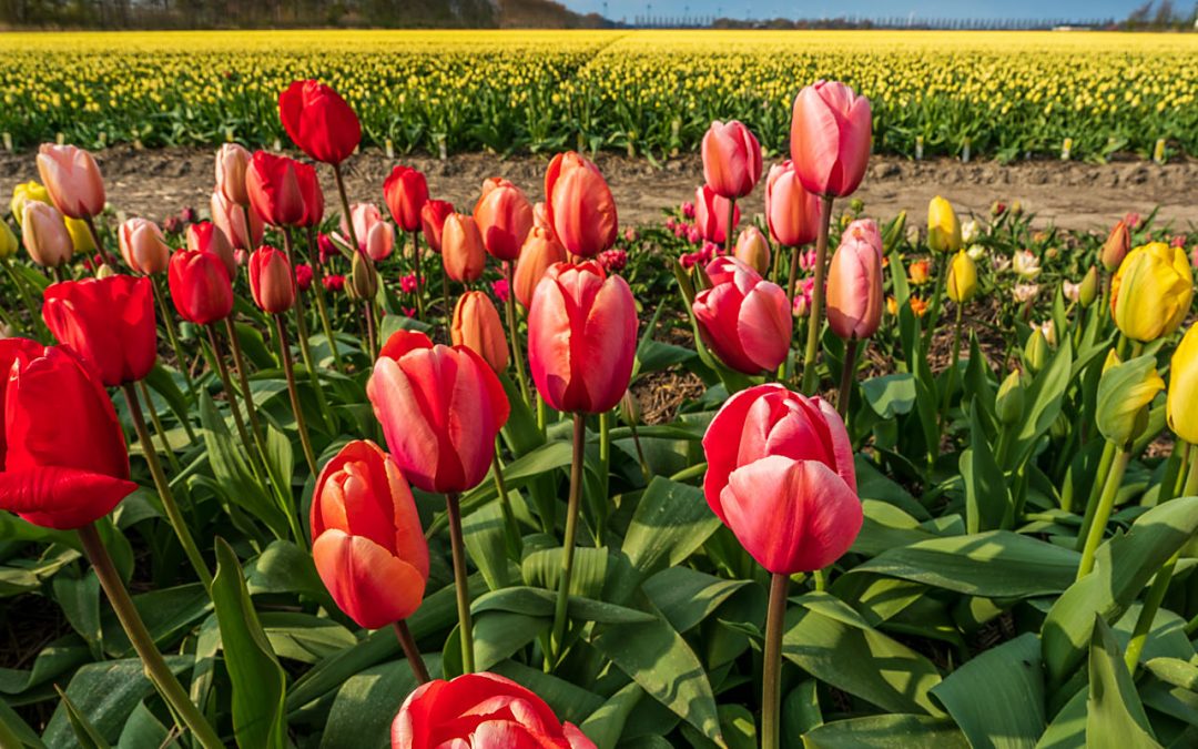 20190426 – Tulip Time!