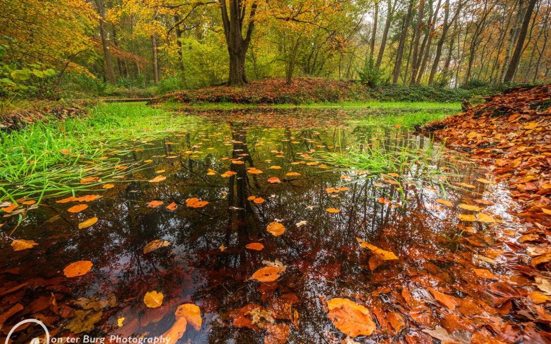 20191109 – Herfst in het Natuurschoonbos