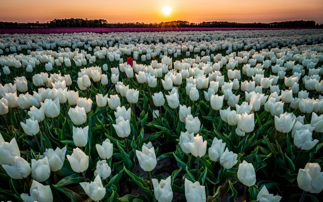 20200426 – Tulpenveld Norg