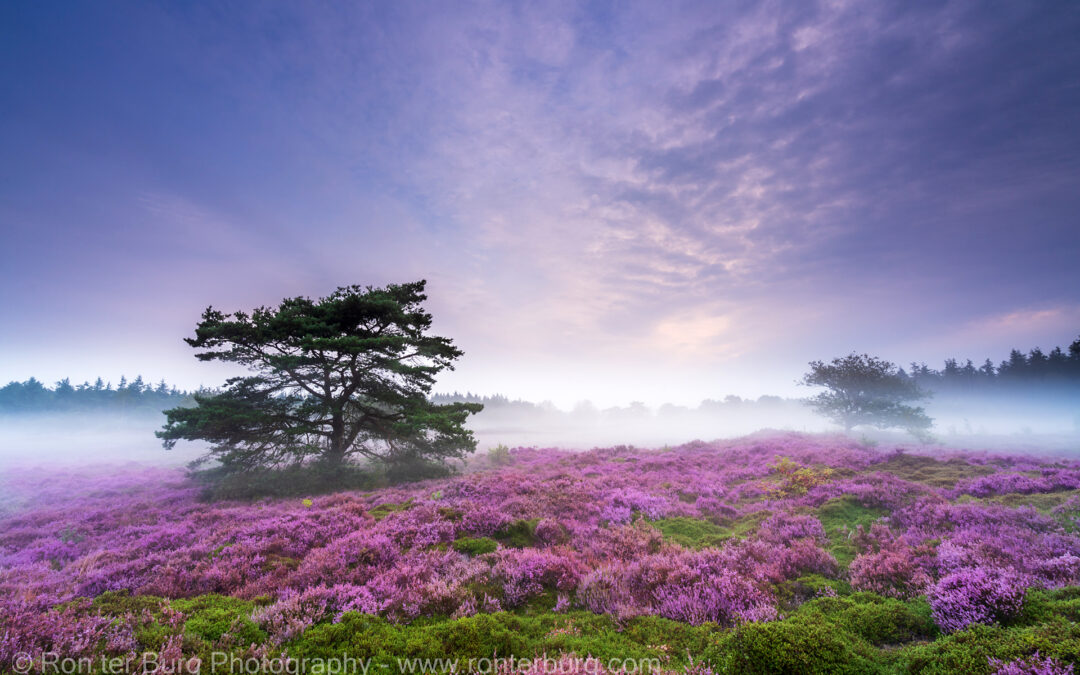 202400818- Bloeiende Heide Bakkeveen