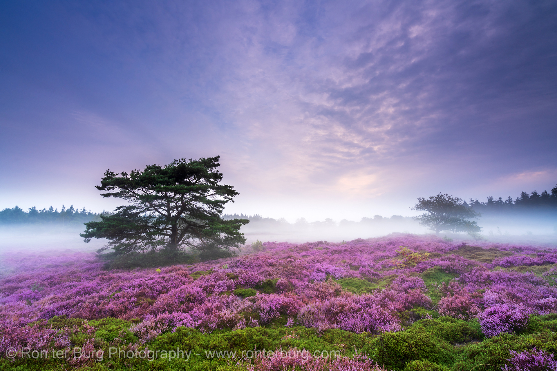 Bloeiende Heide Bakkeveen