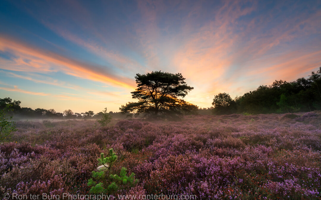 202400831- Bloeiende Heide Bakkeveen2