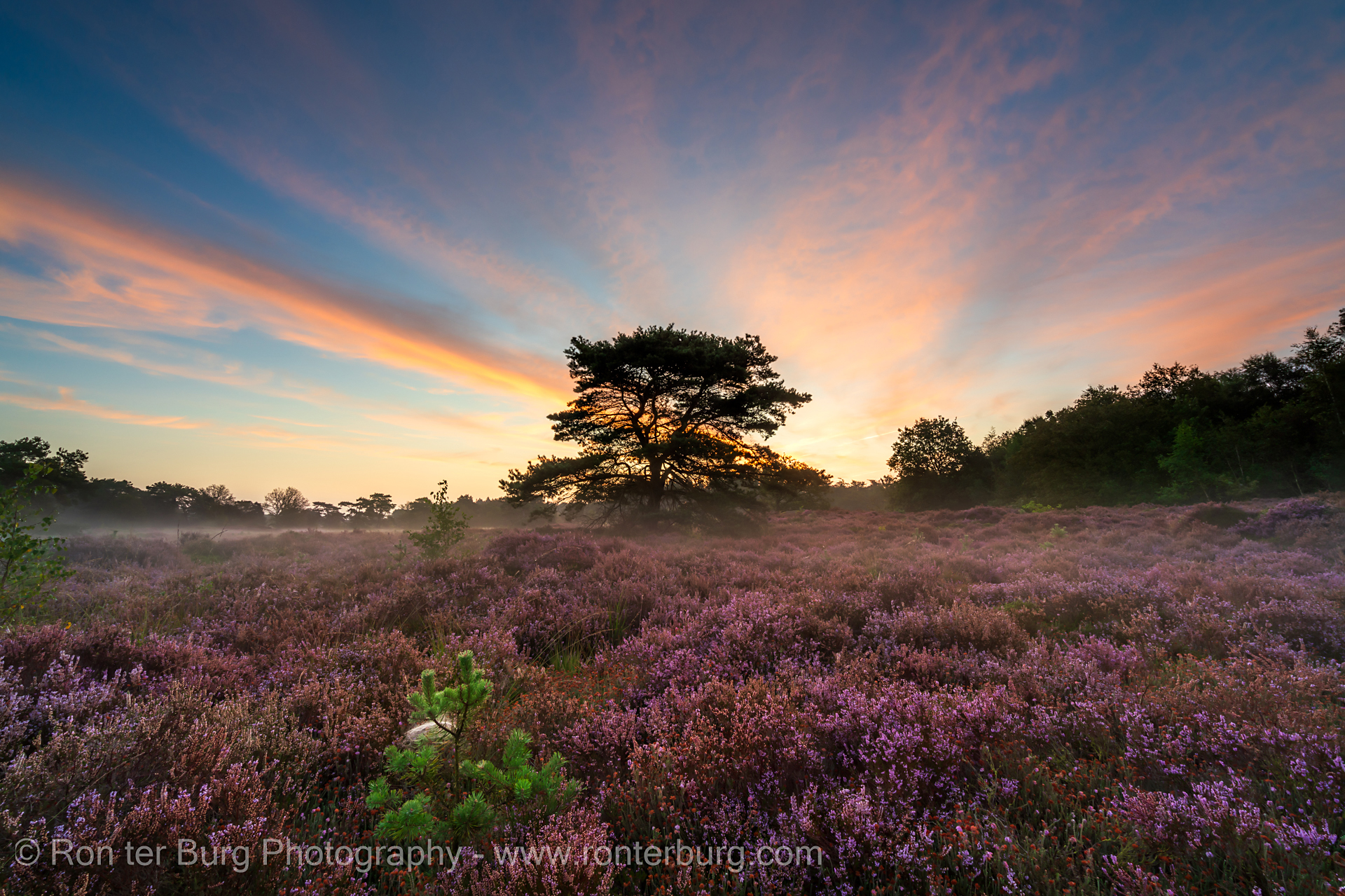 Bloeiende Heide Bakkeveen