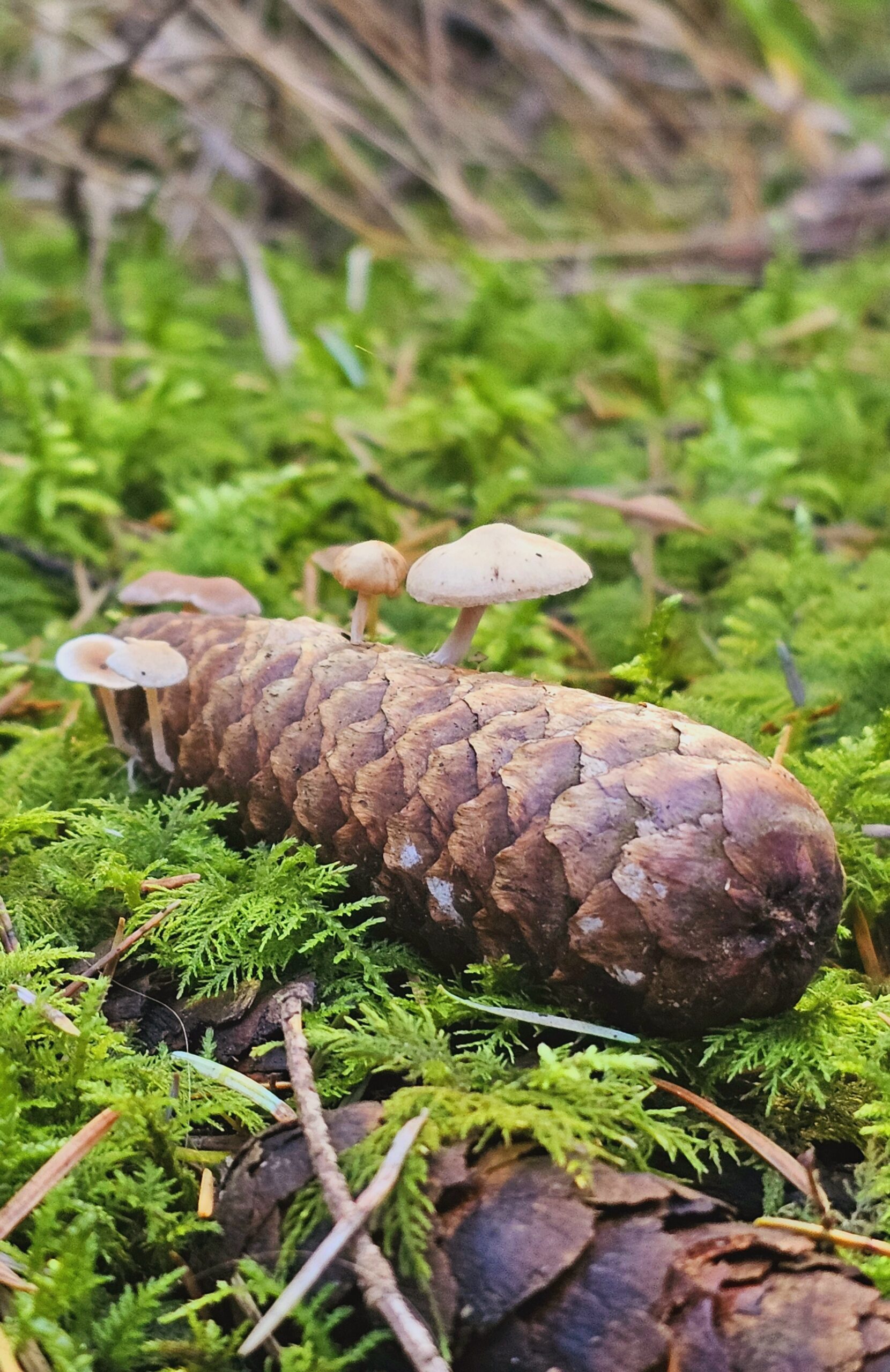 Bloeiende Heide Bakkeveen